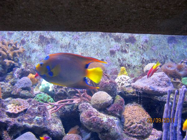 Hotel Atlantis Aquarium Fische